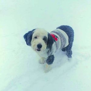 Meet your Posher, Patty